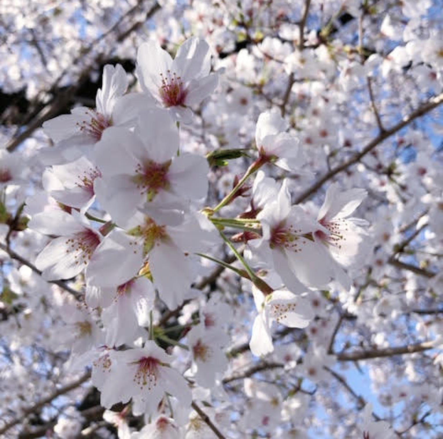 ■コトリンゴさん桜写真