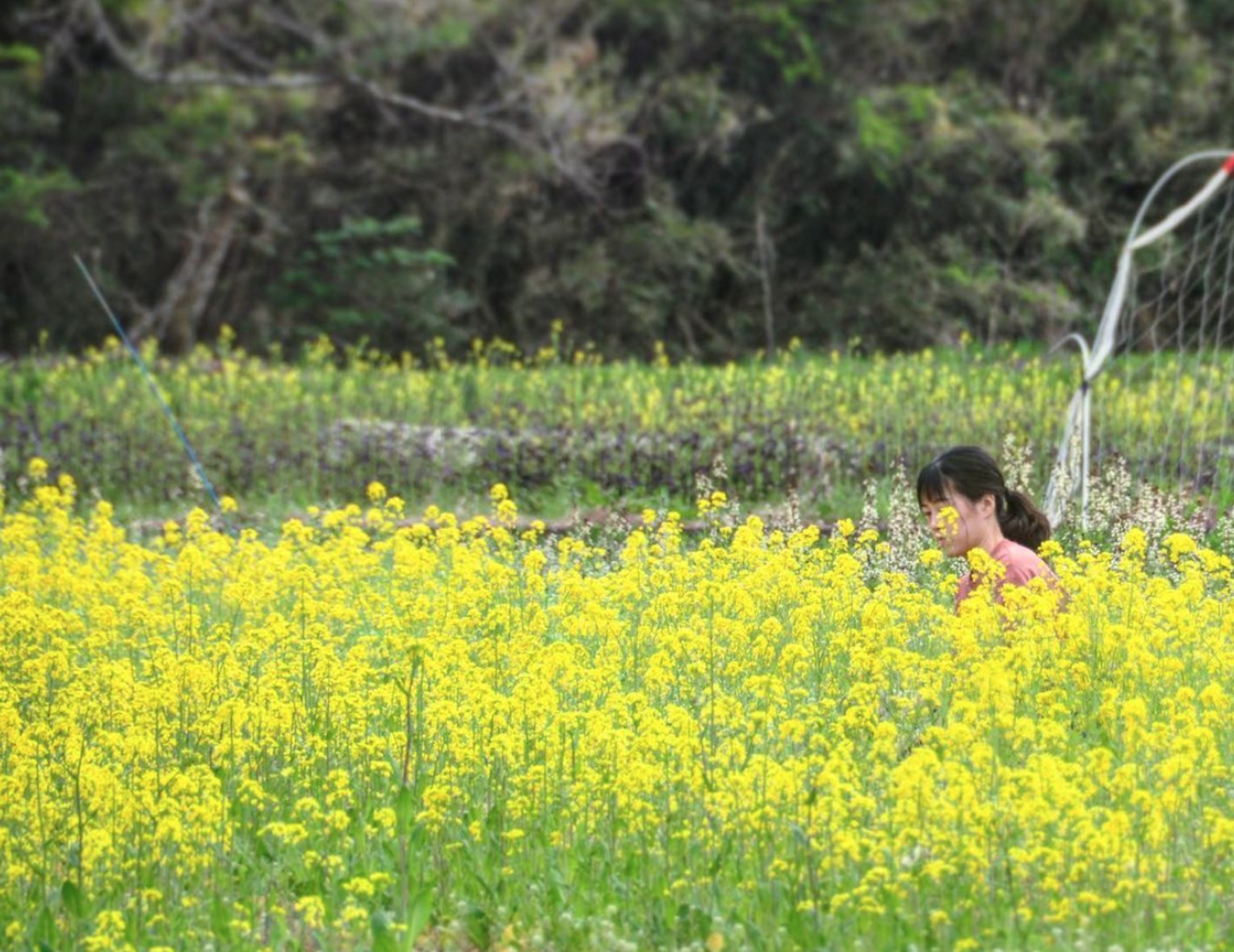 菜の花